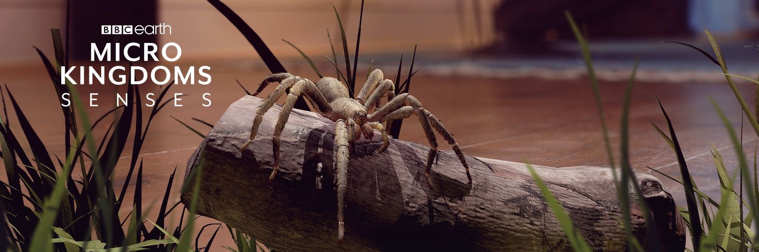 Manuel Harari | 2dPunk banner