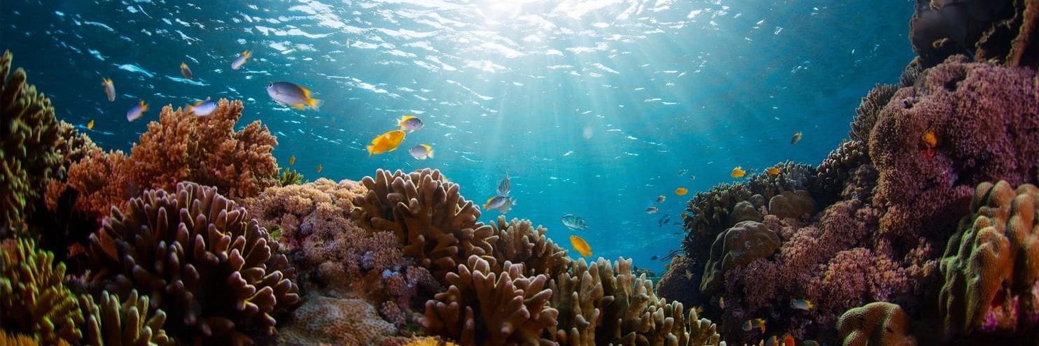 Michael Jacobs banner