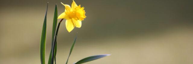 Destbusiarzusu's profile banner image