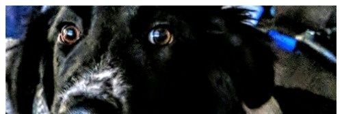 GoDie_Elsewhere's profile banner image