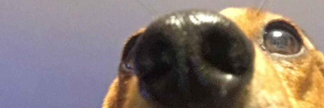 Riaya_33's profile banner image
