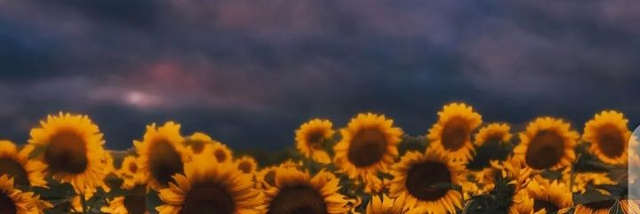 ozlemkayyaa's profile banner image
