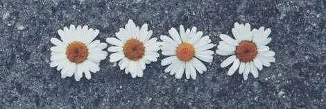 sheisdaay's profile banner image