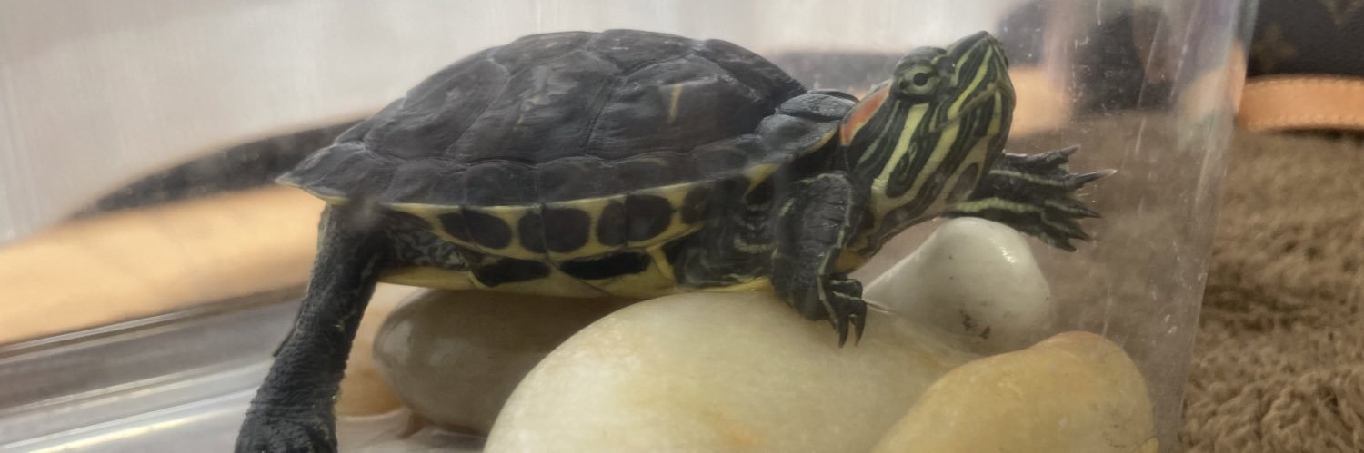 かめでございます。 banner