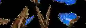 amaniha's profile banner image