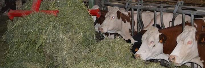 Maussion Patricia banner