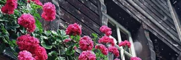 sii__00's profile banner image