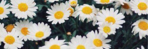 _pulgiis's profile banner image
