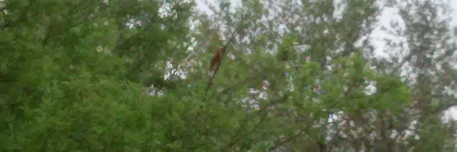 pup Phoenix banner