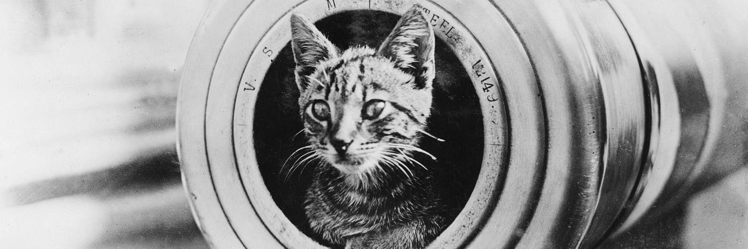 Pigeon Camera banner