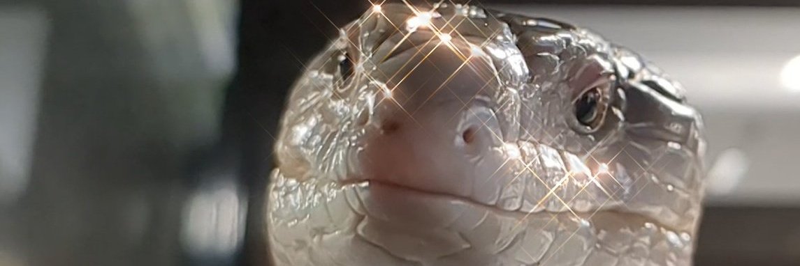 Vandie Clash 🦎 banner