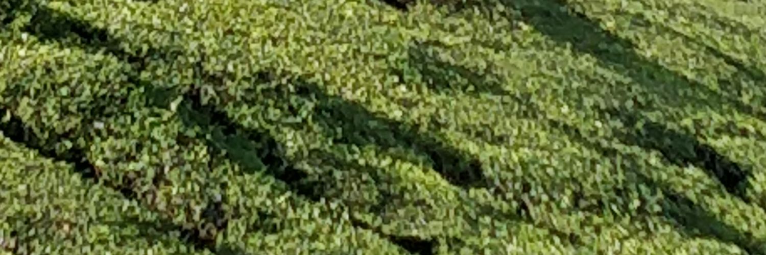 Munnar Teas banner