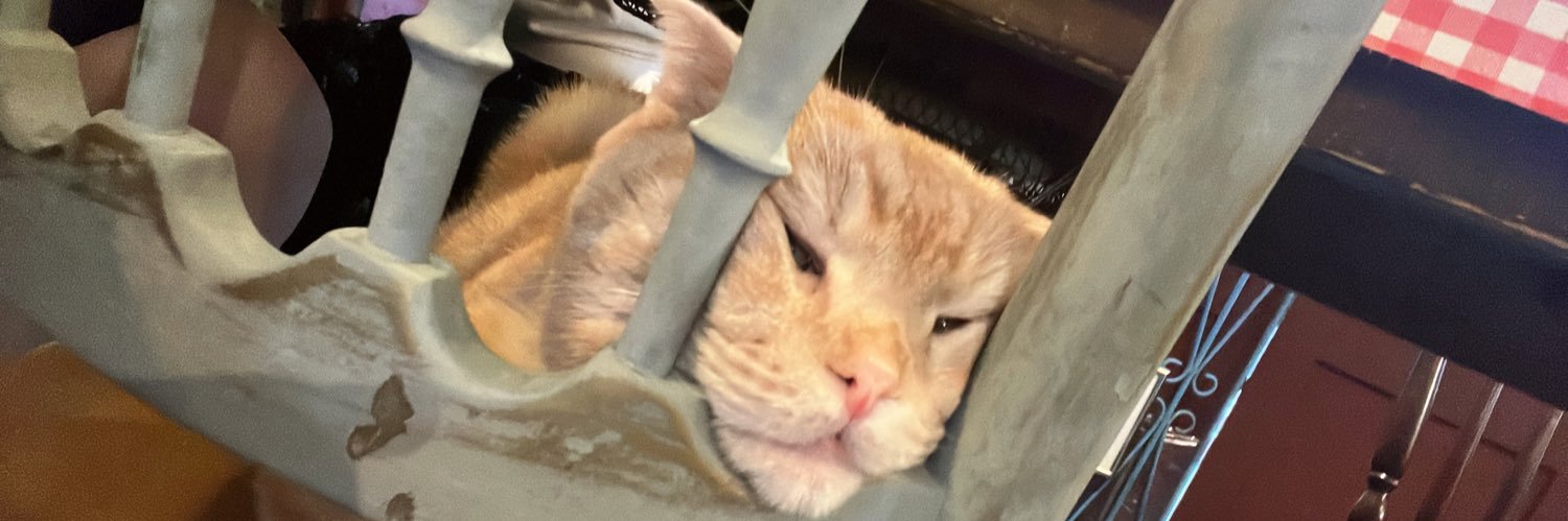 あおにゃ✩.*˚ banner