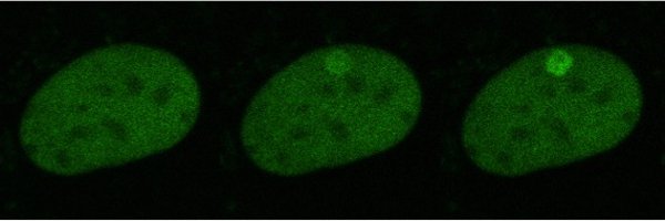 GigliaMari Profile Banner