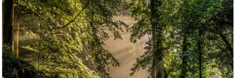 Cleumar oschoski banner