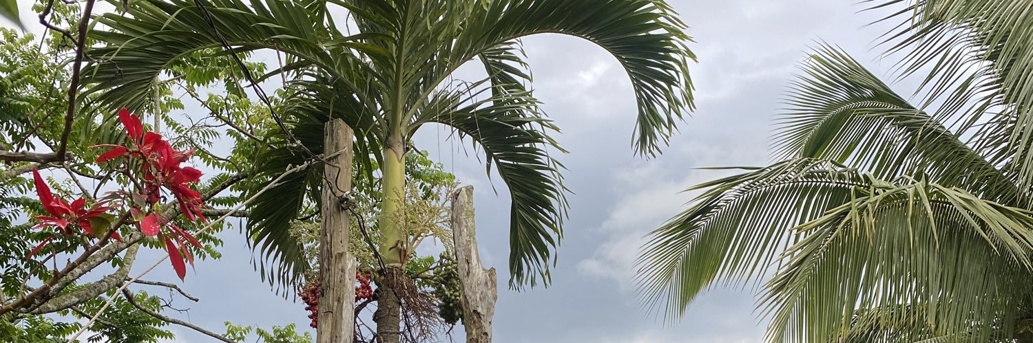 Zuri Lee banner