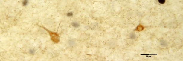 Sachin Patel's banner