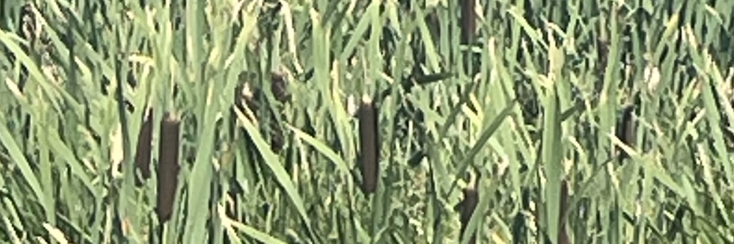 Dayton Almberg banner