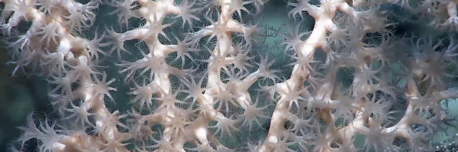 alex ahrens marshall banner