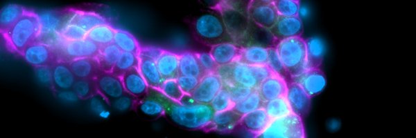 BioimagingNA Profile Banner
