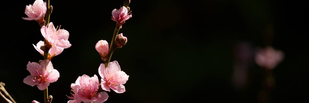 Enrique_Ripper's profile banner image