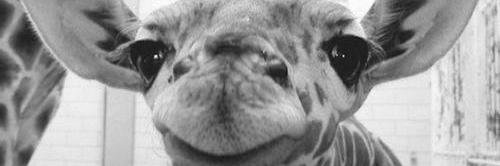ginger_ela's profile banner image