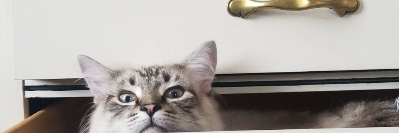 notk4t's profile banner image