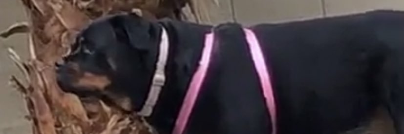 matchalyly7's profile banner image
