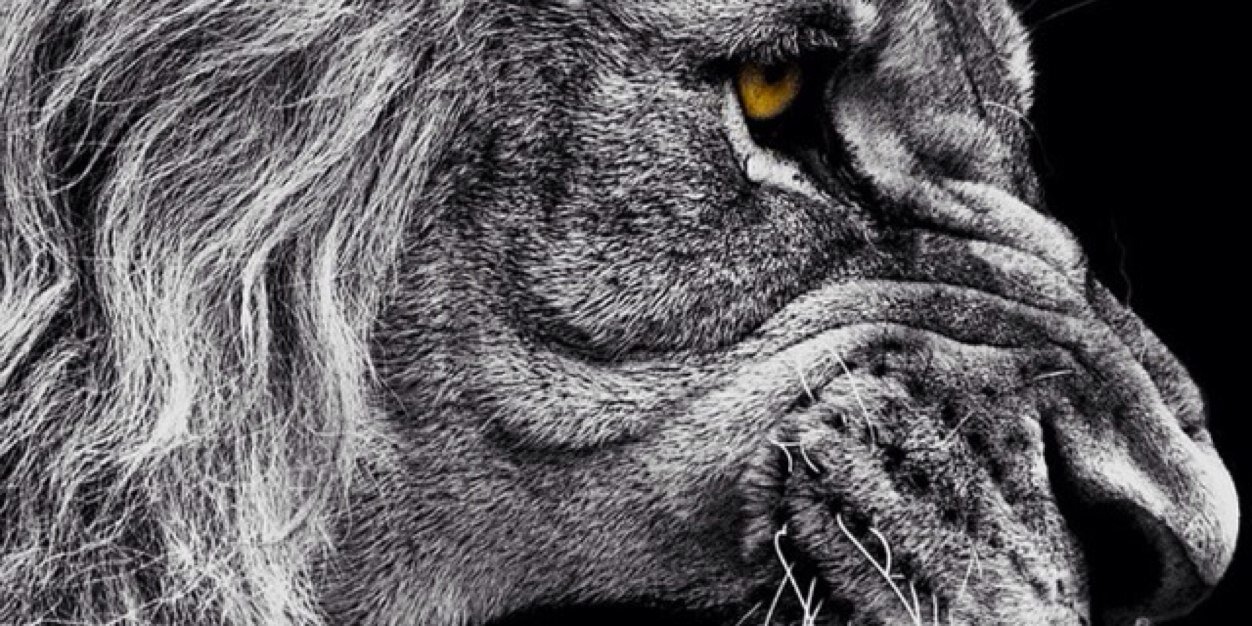 rodansell's profile banner image
