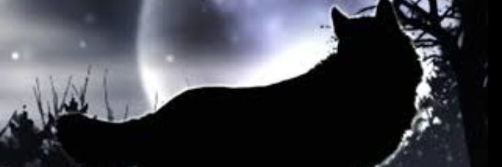 q î ω’//🐷💕 banner