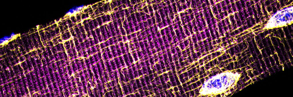 William Roman banner