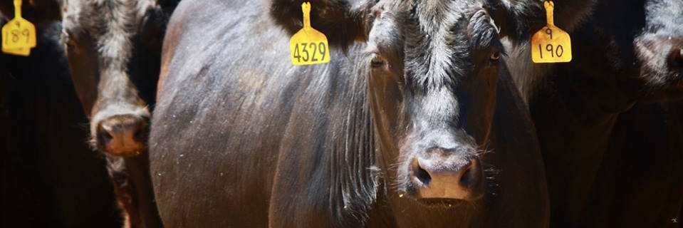 PrincessRoyalStation banner