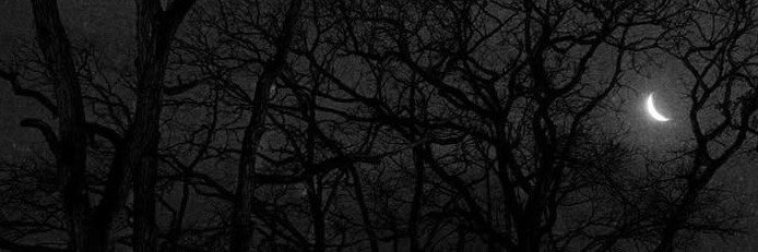 ShimmeringDusk's profile banner image