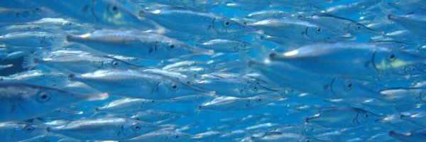 Reviews in Fish Biology and Fisheries Profile Banner