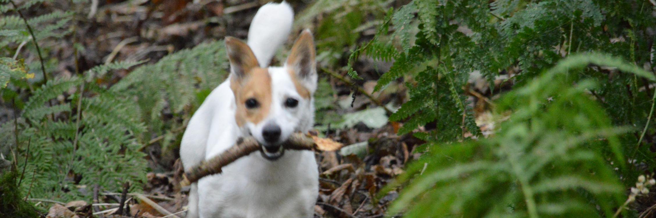 Leann Chivers banner