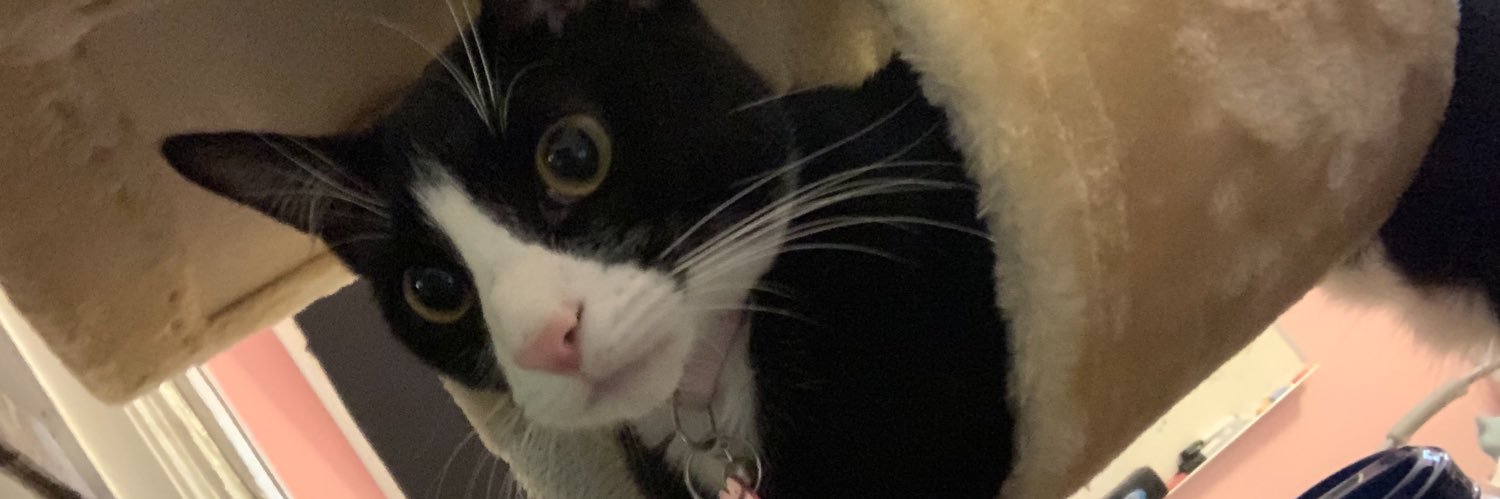 kiwiseavey's profile banner image