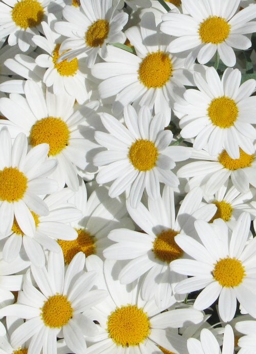 ruth_ashlee's profile banner image