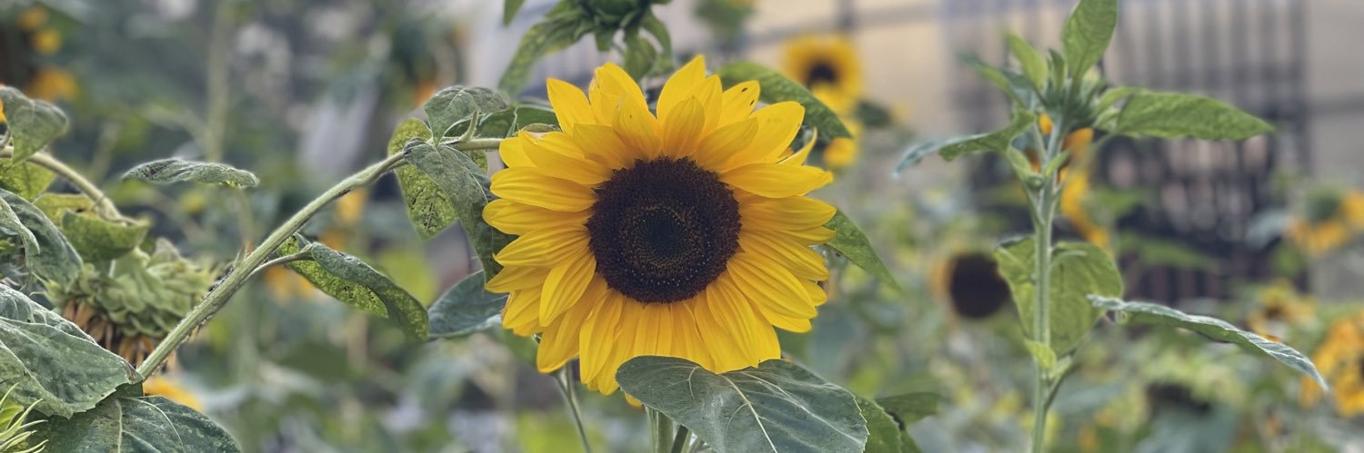 kuhhmeal's profile banner image