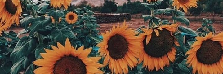 TaylorHaer's profile banner image