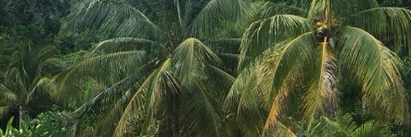 ALFootWrites Profile Banner