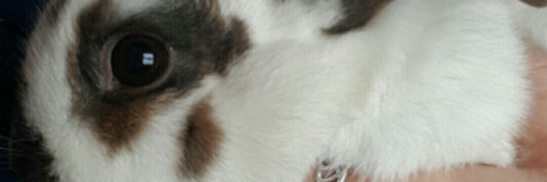 CassEsau's profile banner image
