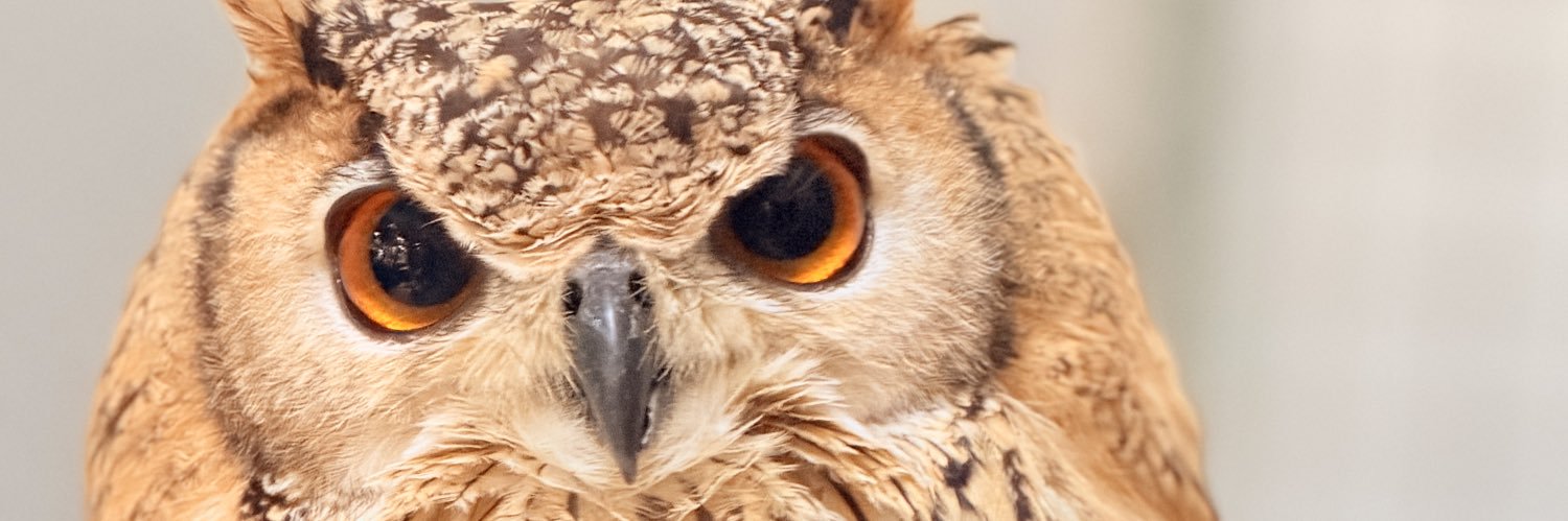 apple_owls's profile banner image