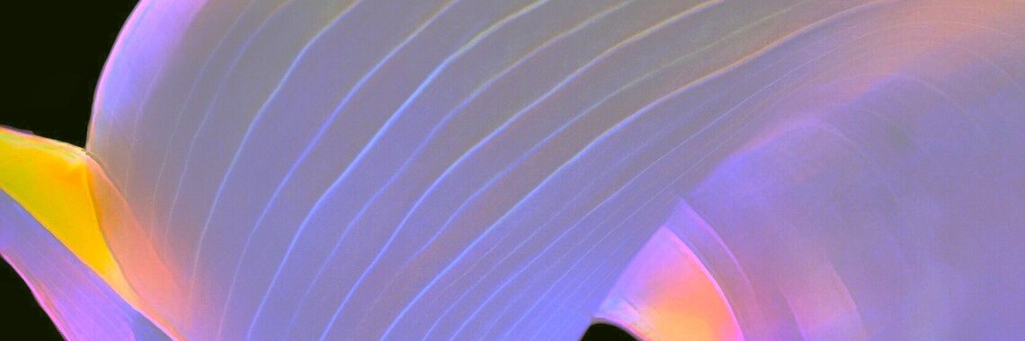 Ivonne F. Cameron banner