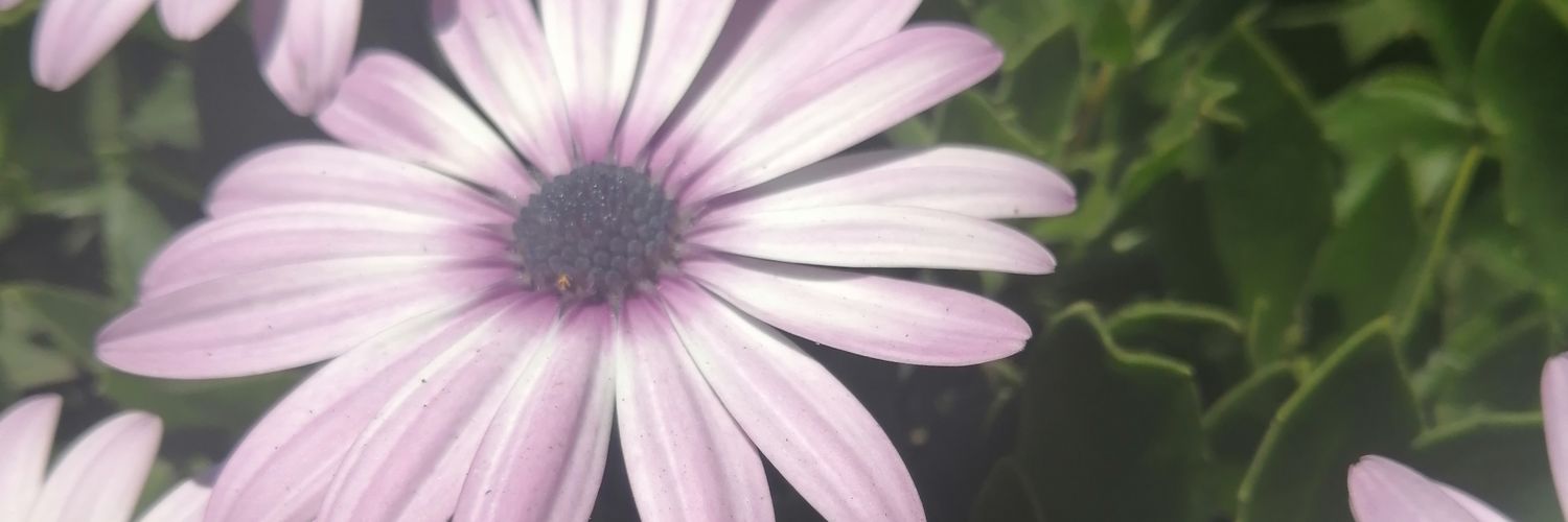 roxanne_Litzie's profile banner image
