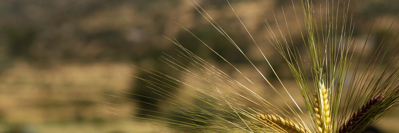 REFOOTURE Ethiopia banner