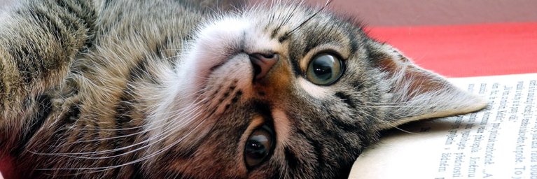Haruto_reading's profile banner image