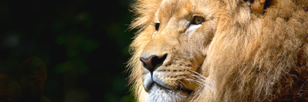 AIZA - Asociación Ibérica de Zoos y Acuarios banner