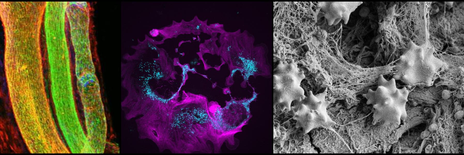 Center for Molecular and Vascular Biology's banner