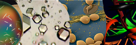 ARN - IBMC - CNRS banner
