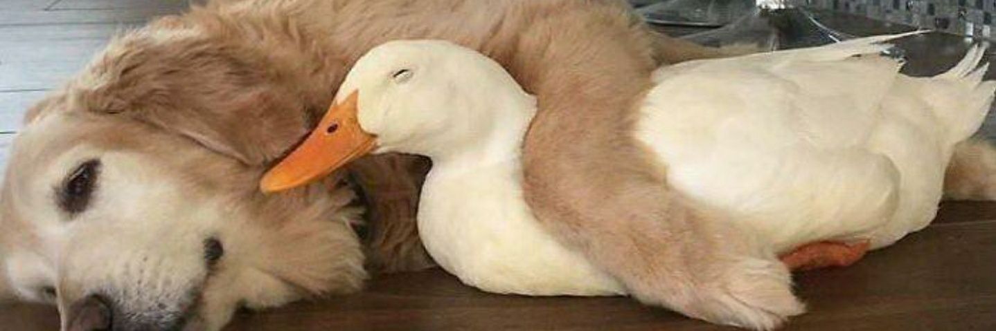 ThePlumpyDuc's profile banner image